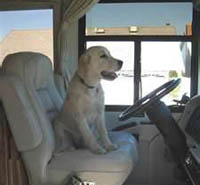 Pets in RV